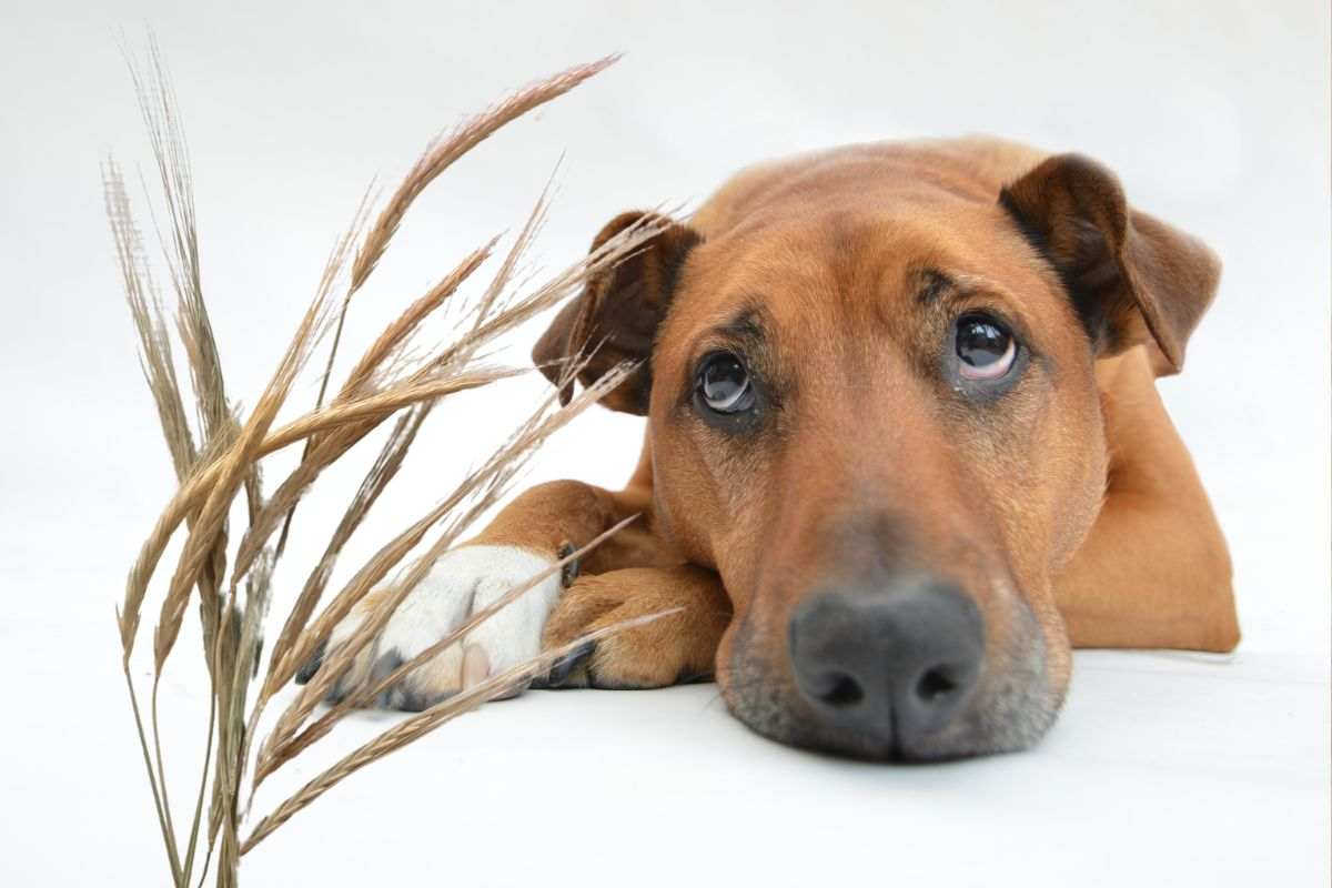 Cane con sguardo triste