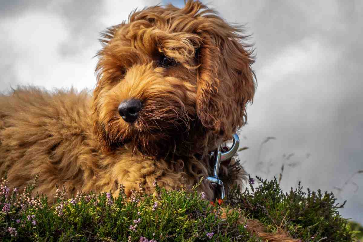 Cane di razza Cockapoo