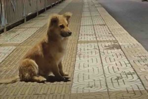 cucciolo abbandonato sotto un viadotto