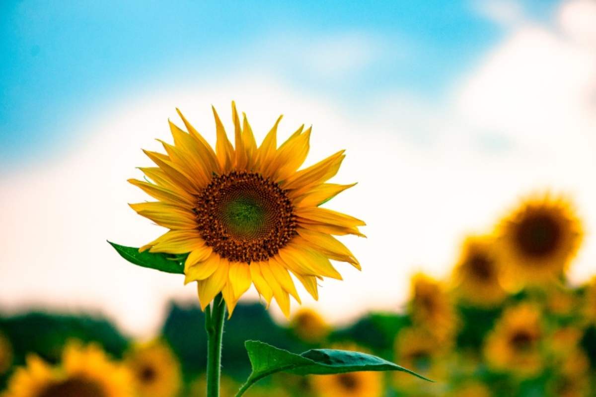 Girasole