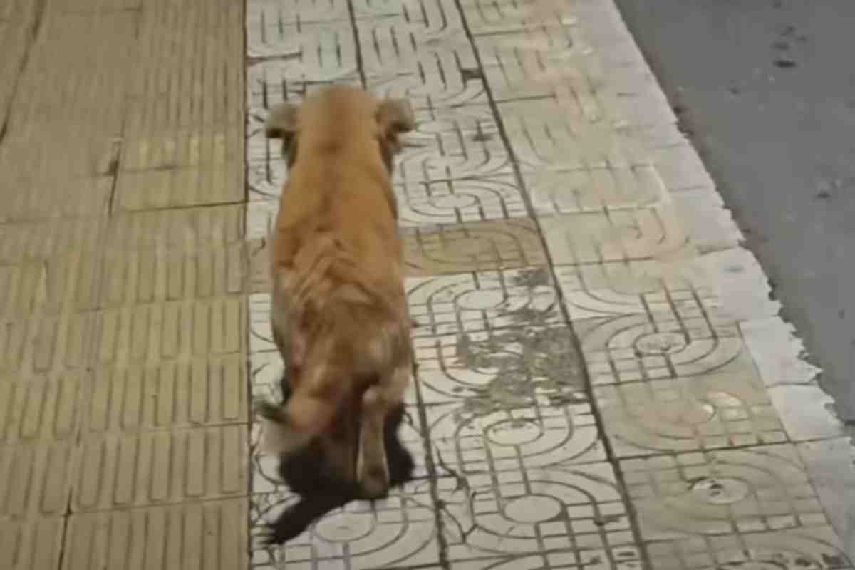cucciolo abbandonato scappa via