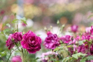 Rose in giardino