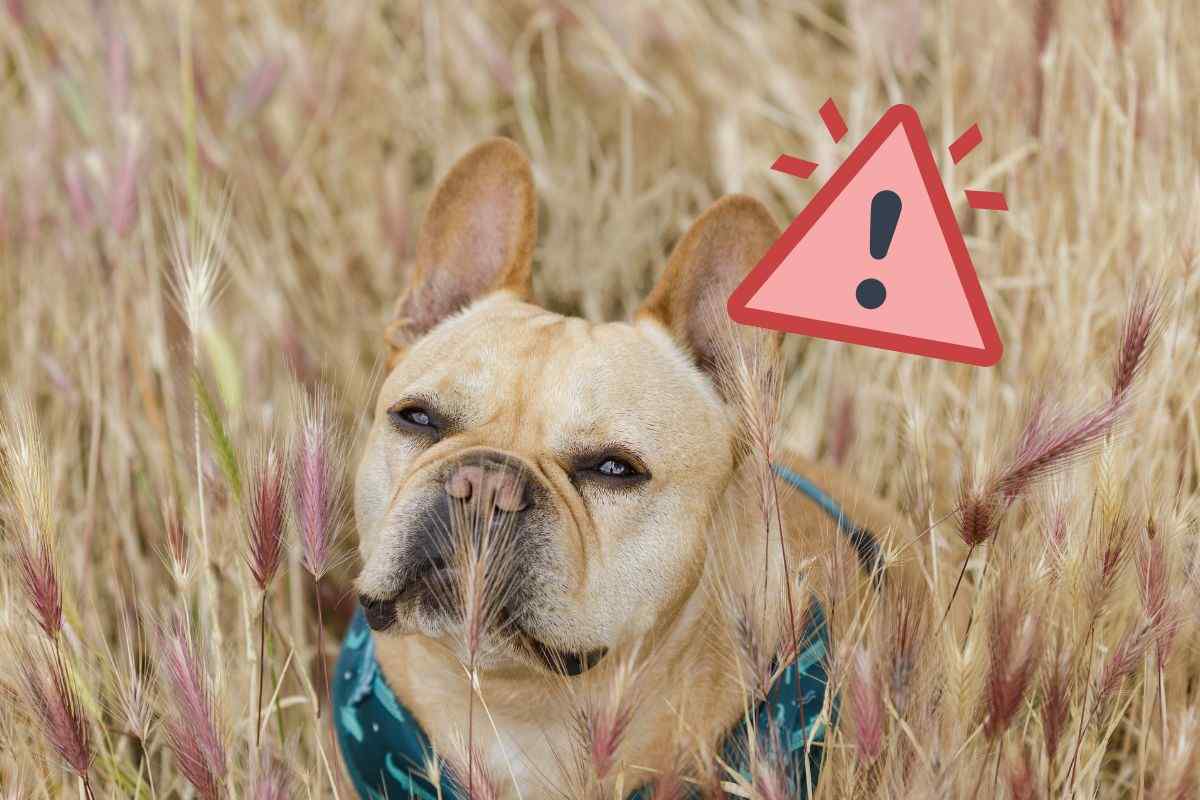 Un cane tra l'erba secca