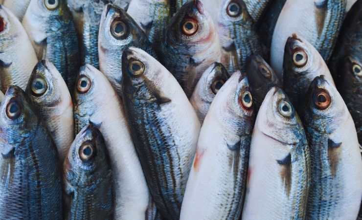 pesci nel frigo