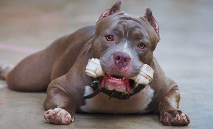 pitbull con l'osso