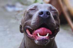 pitbull