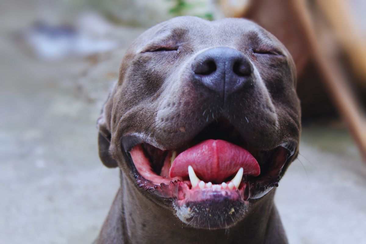 pitbull