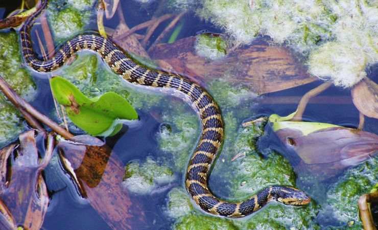 serpenti 