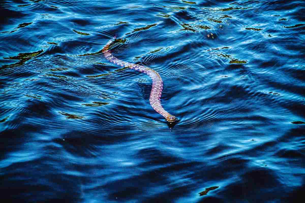 serpenti in acqua