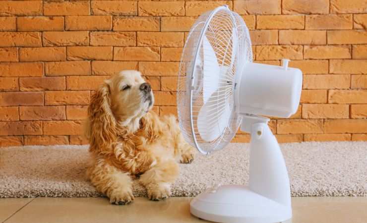 cane davanti al ventilatore