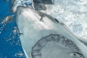 Terrore spiaggia surfista riva