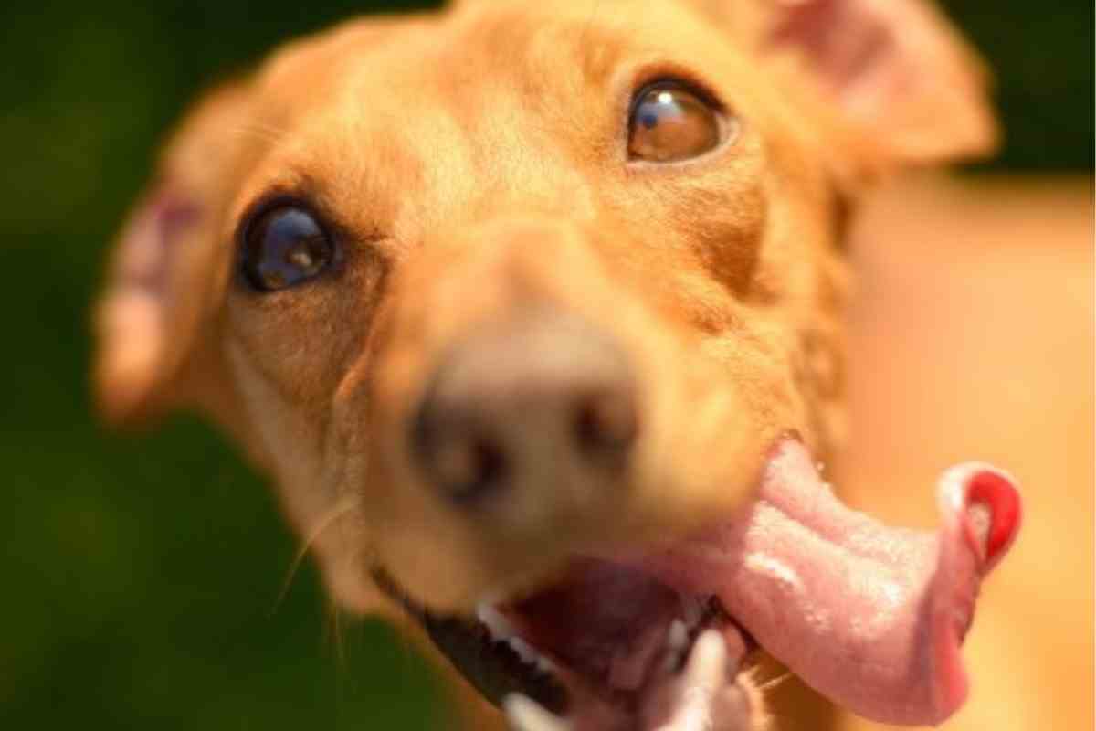 Un Cane