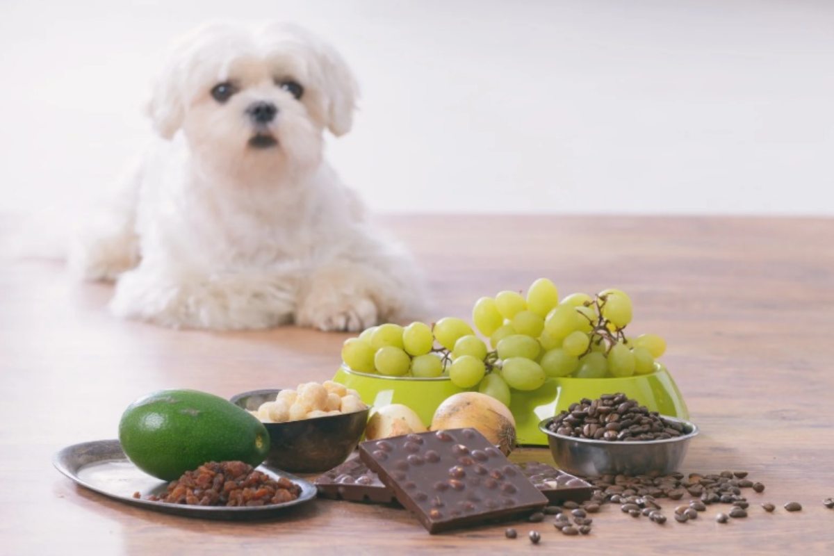 Cibo tossico per il cane