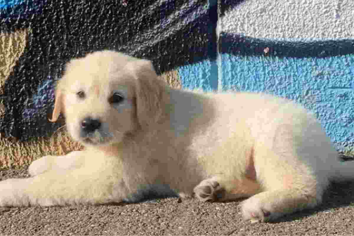 Cucciolo di golden retriever