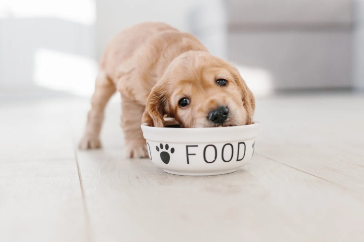 Cucciolo sta mangiando