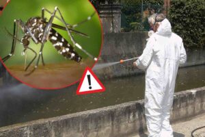Disinfestazione in città