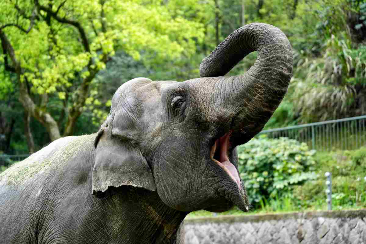 Quanto può vivere un elefante