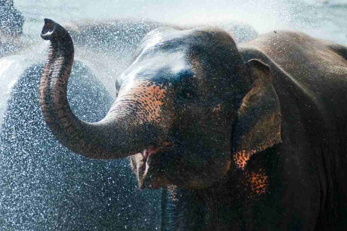 Quanto può vivere un elefante