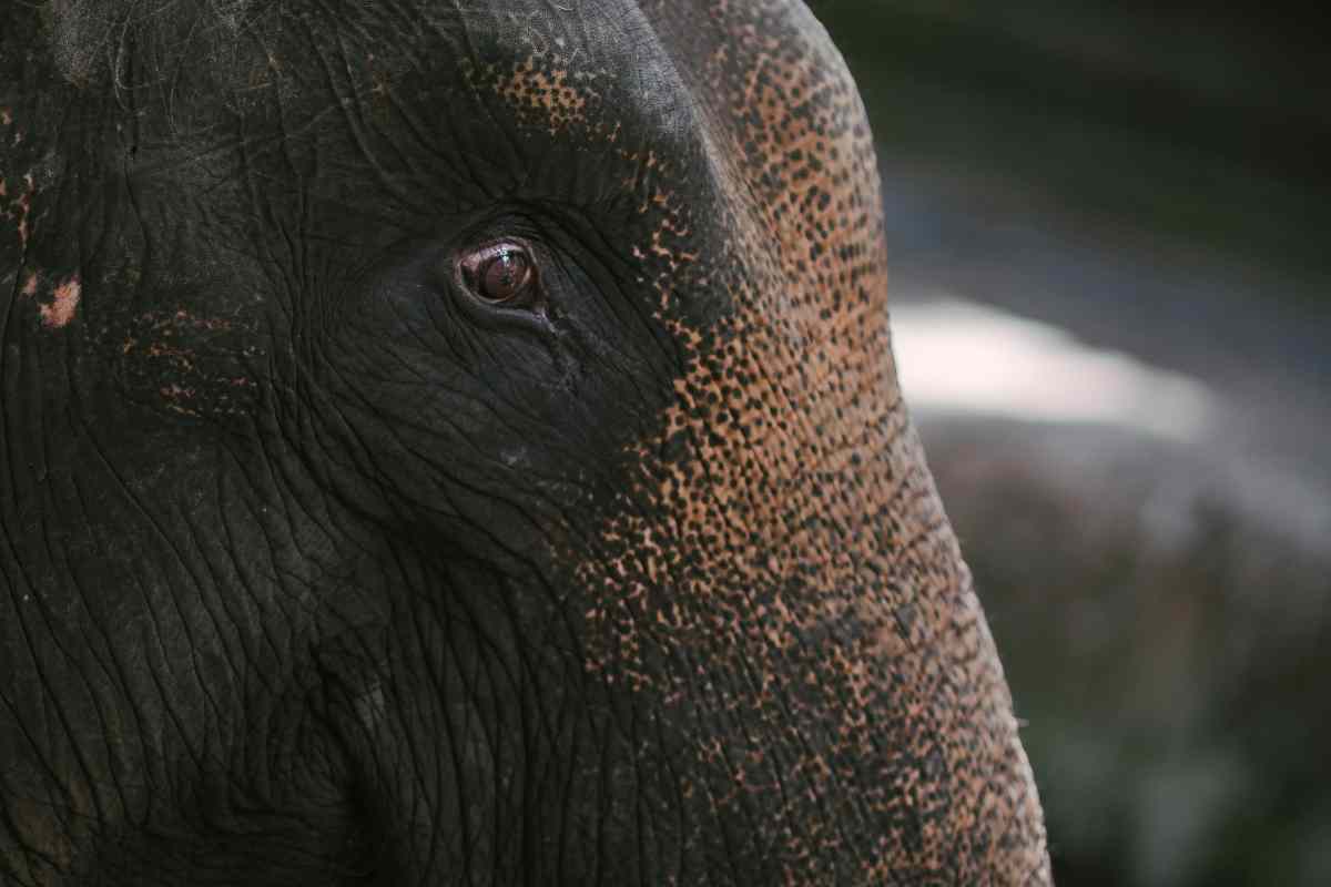 Vi abbiamo parlato di Vatsala, ma sapete quanto può vivere un elefante?