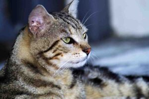 Gatto tigrato