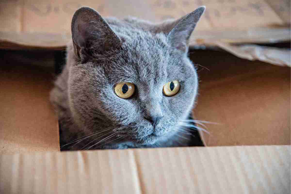 Gatto in una scatola