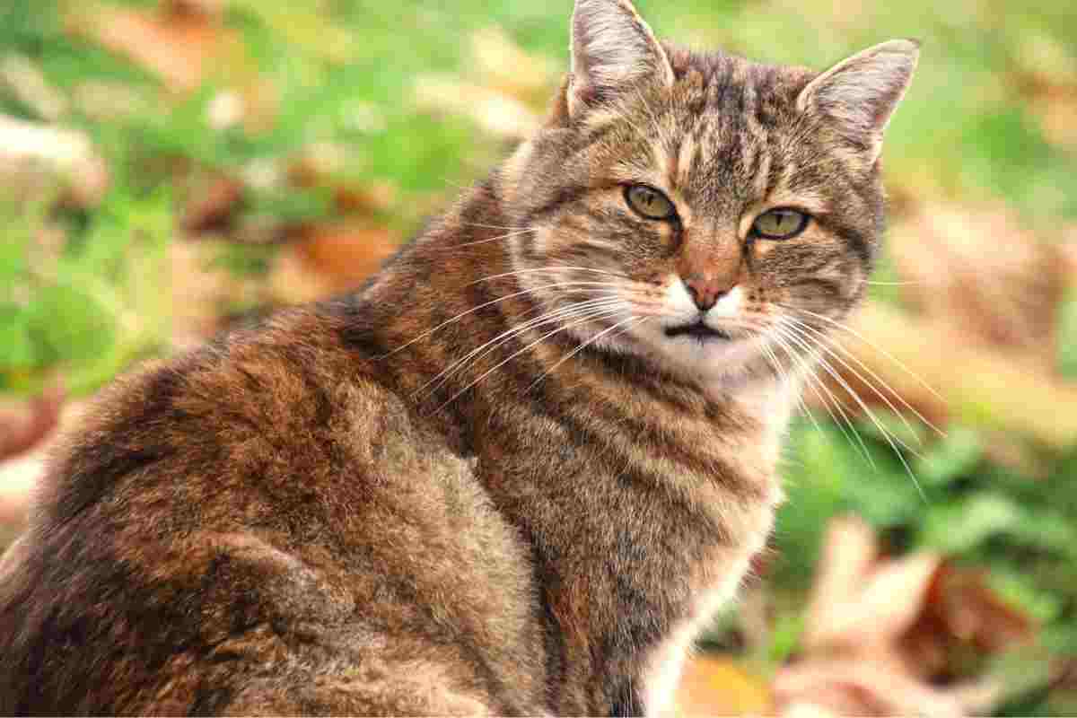 Un Gatto in un prato