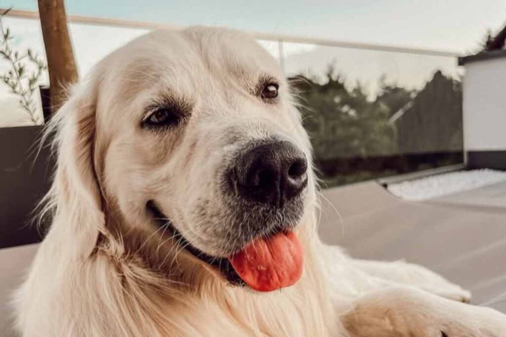 Golden Retriever
