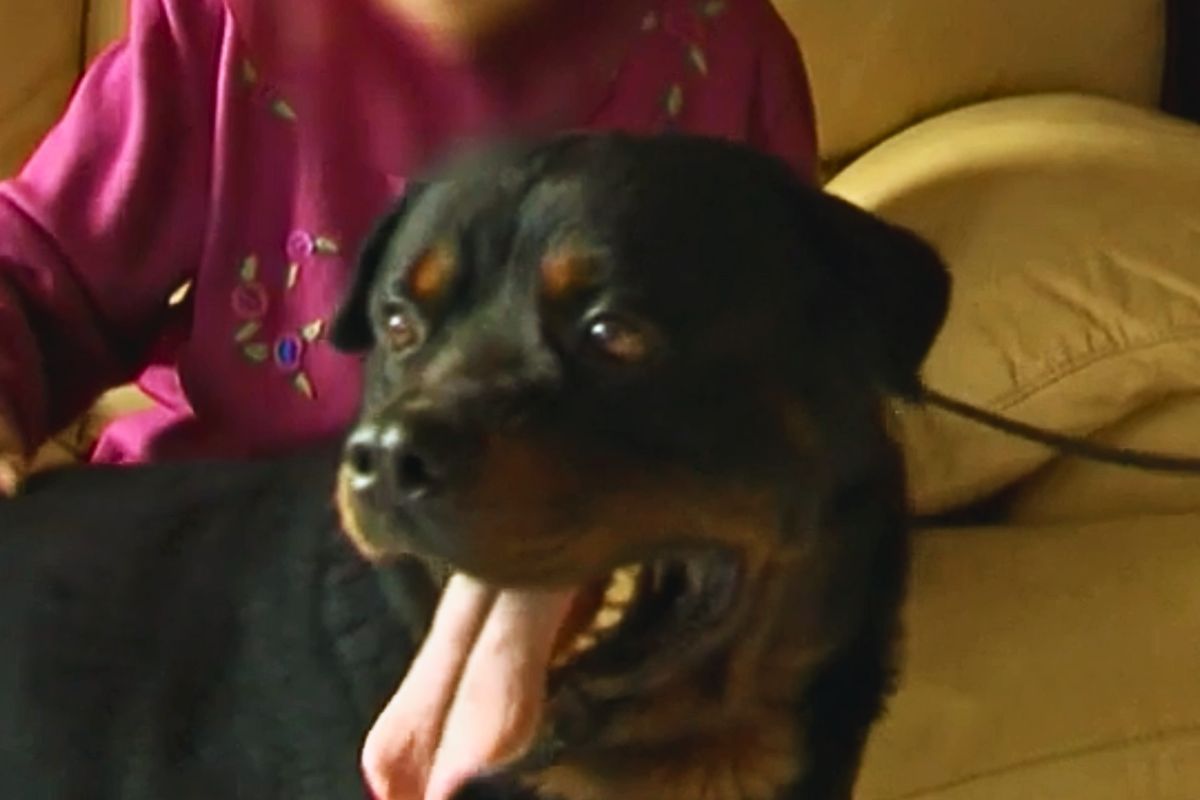 Il Rottweiler Pluto con la sua padrona