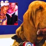 Il cane Bruno