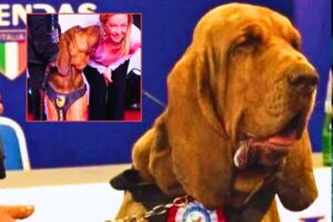 Il cane Bruno