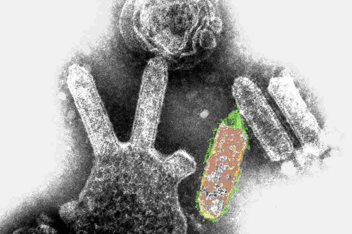 virus trasmesso dai pipistrelli australiani
