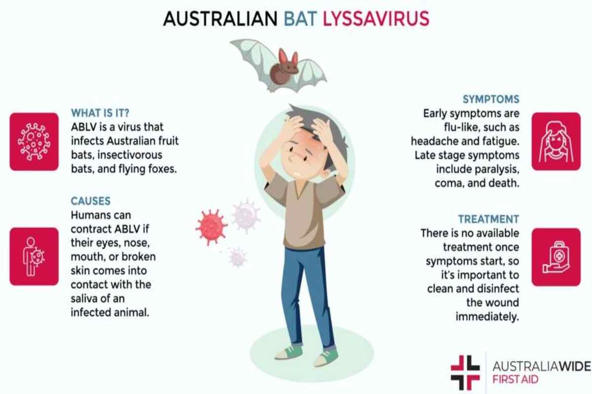 campagna di prevenzione per il virus trasmesso dai pipistrelli australiani