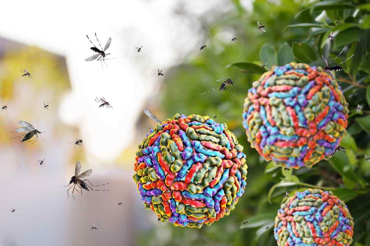 L'infezione provocata dalle zanzare
