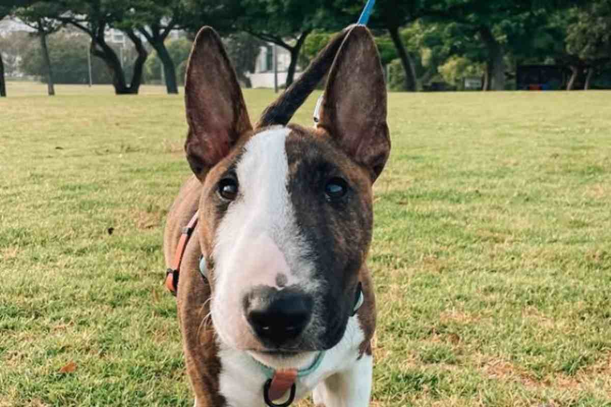 Mini bull terrier
