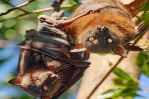 pipistrelli australiani