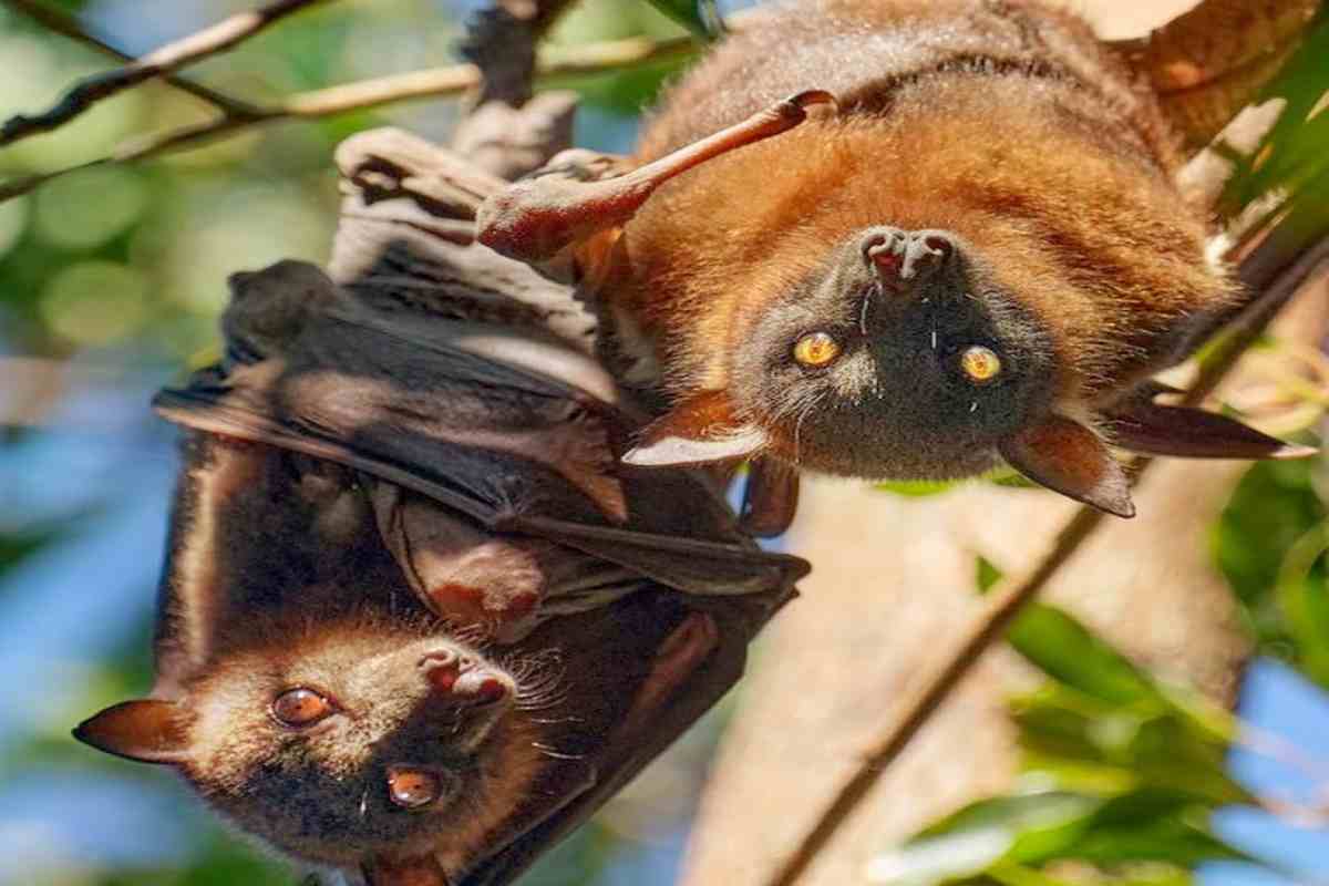 pipistrelli australiani