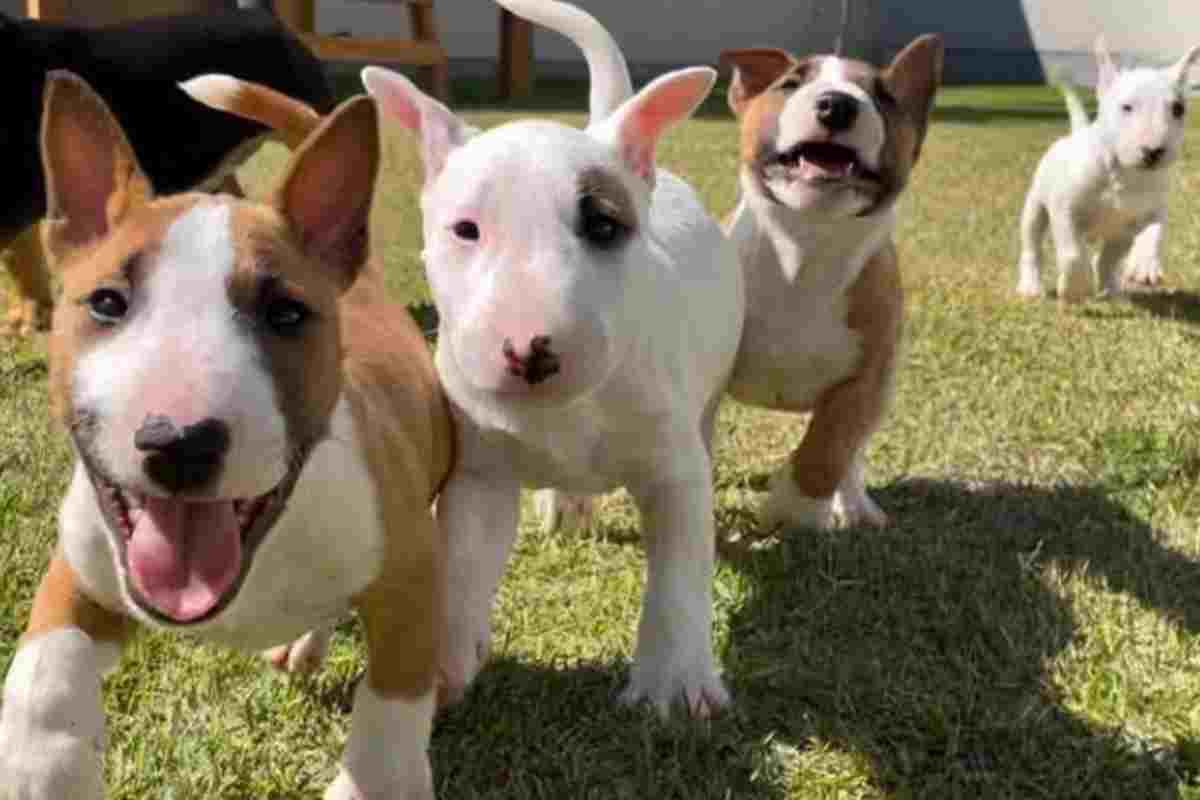 Quattro mini bull terrier