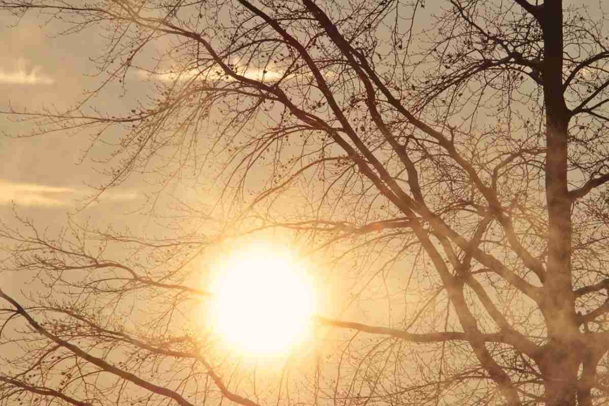 Il Sole dietro ai rami di un albero
