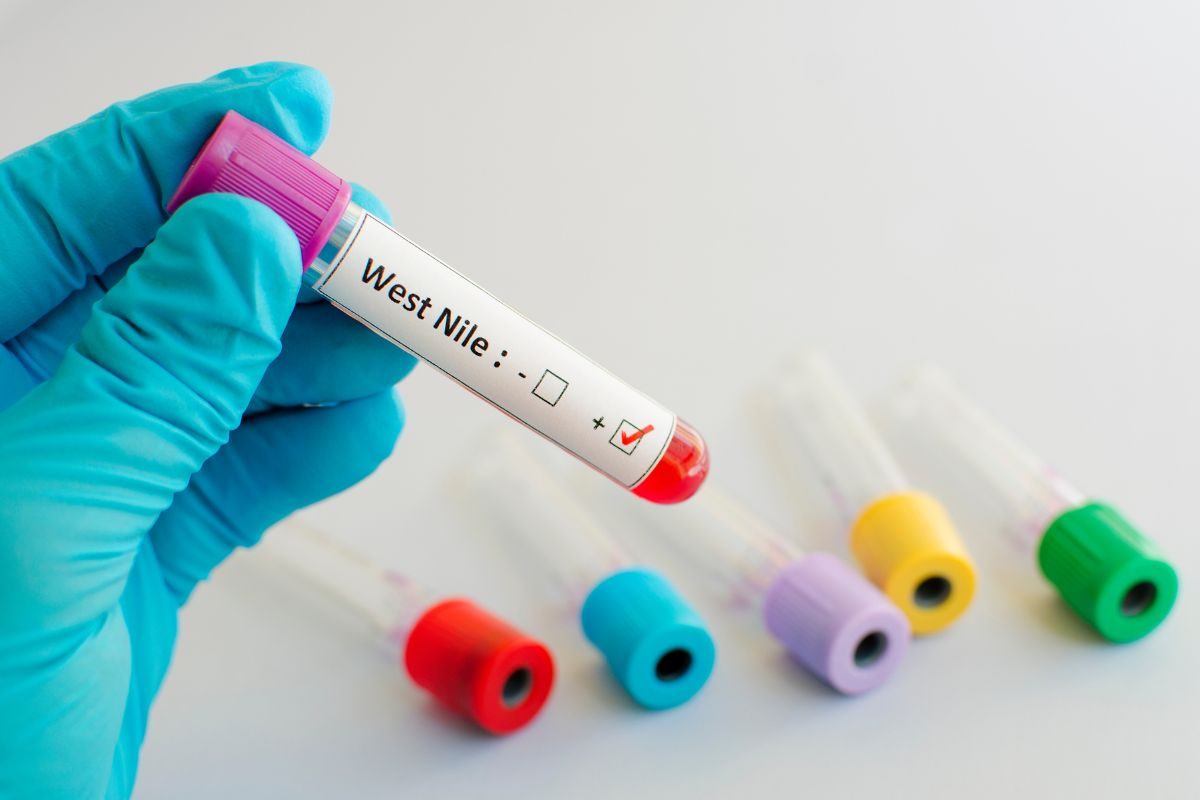 West Nile in Italia