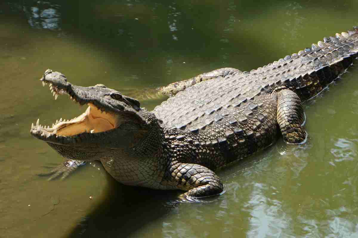 coccodrillo