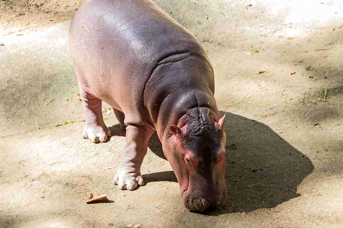 cucciolo di ippopotamo