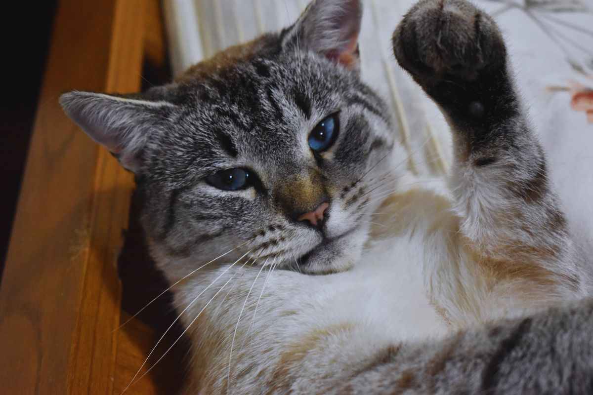 gatto con la zampetta
