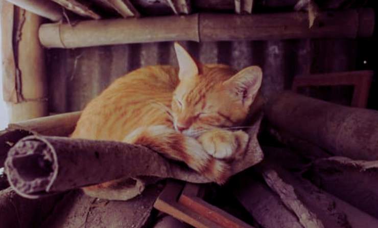 gatto dorme