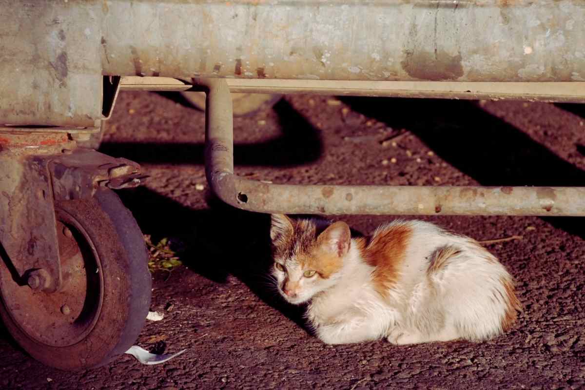 un gattino sotto a un'auto