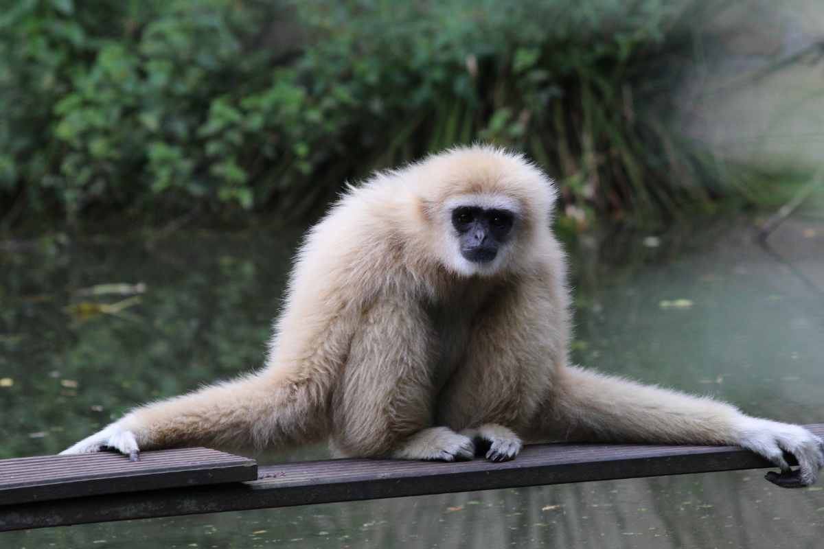 un gibbone
