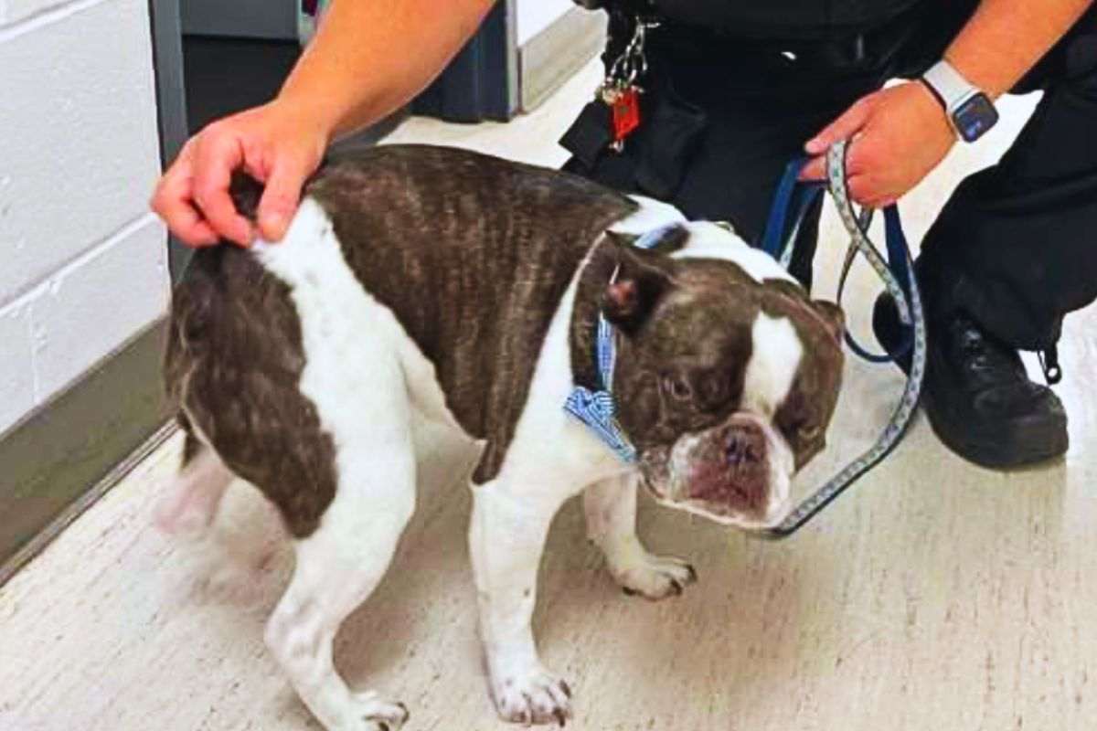 il cane abbandonato in aeroporto