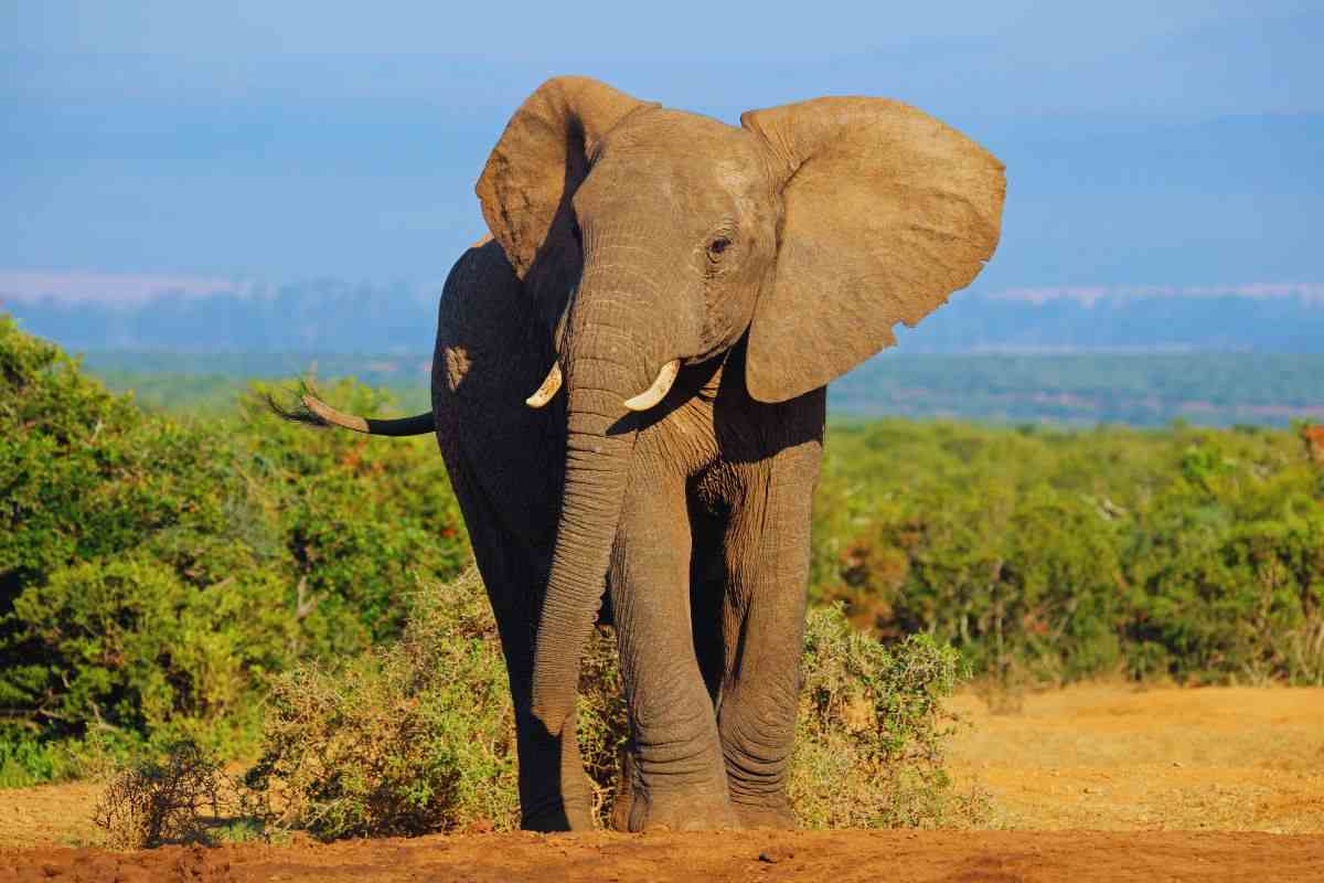 elefante