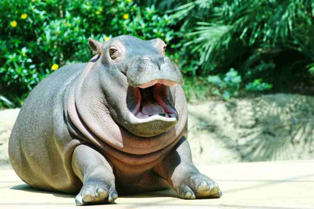 piccolo ippopotamo