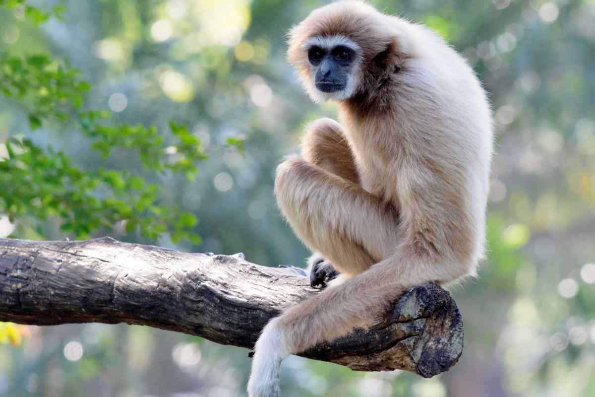 un gibbone